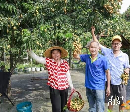 钟落潭镇龙岗村鸡心黄皮种植果园。 钟落潭镇龙岗村鸡心黄皮种植果园。