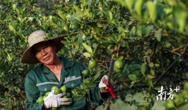 沙田村的柠檬基地。 沙田村的柠檬基地。