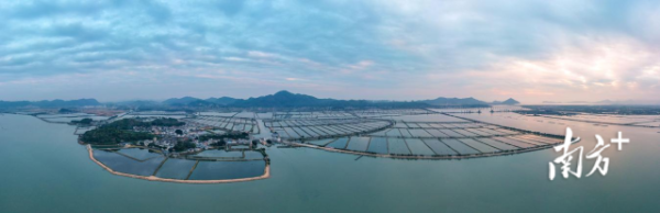 红草镇晨洲村万亩蚝田。