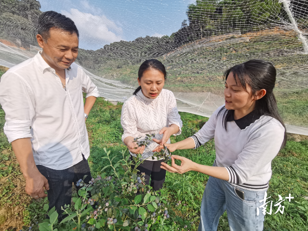 云龙村的蓝莓综合农业基地。河口街道办供图 云龙村的蓝莓综合农业基地。河口街道办供图