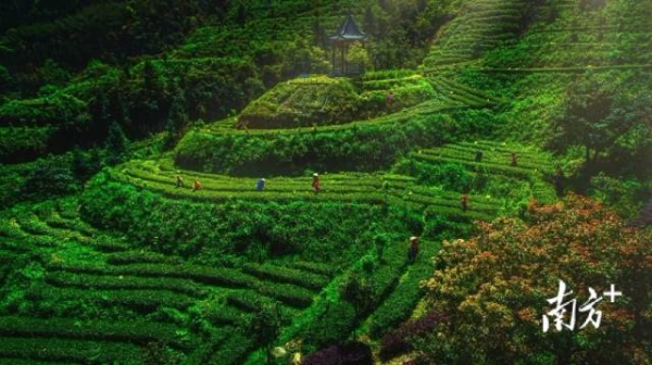 国家3A级旅游景区皇后山茶园。 国家3A级旅游景区皇后山茶园。