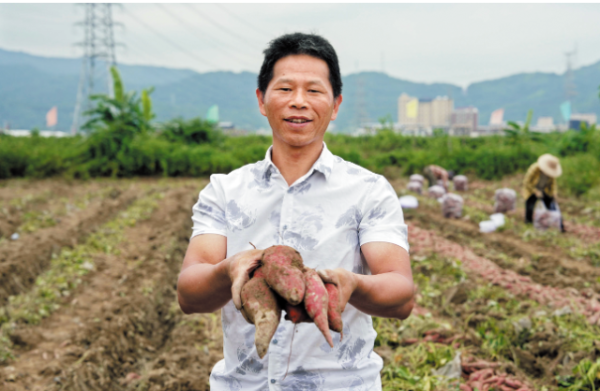 全国优秀共产党员冯顺洪：做“薯”光引路人，铺开“甜蜜”致富路.png