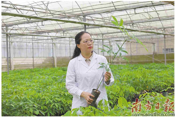 广东农垦热带作物科学研究所党总支副书记、所长谢黎黎：.jpg