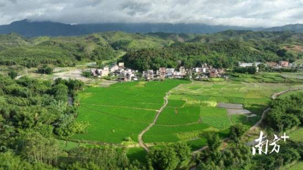 上太村西洋菜种植基地。通讯员供图